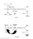 Fig. 02 - Complement factor B analogs and their uses