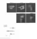 Fig. 01 - MODULATING IMMUNE RESPONSES