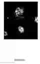 Fig. 15 - COMPOUNDS AND METHODS FOR TRANS-MEMBRANE DELIVERY OF MOLECULES