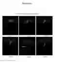 Fig. 26 - COMPOUNDS AND METHODS FOR TRANS-MEMBRANE DELIVERY OF MOLECULES
