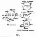 Fig. 02 - Pharmaceutical composition comprising Nanog shRNA, and method of using Nanog shRNA to treat cancer