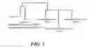 Fig. 02 - Compositions and methods for virus control in mite and bees