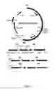 Fig. 02 - Expression and high-throughput screening of complex expressed DNA libraries in filamentous fungi