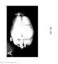 Fig. 09 - Genetic modification of rats