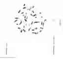 Fig. 22 - Genetic modification of rats
