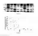 Fig. 06 - Stable, functional chimeric cellobiohydrolase class I enzymes
