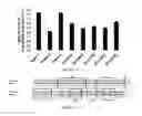Fig. 07 - Stable, functional chimeric cellobiohydrolase class I enzymes