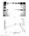 Fig. 08 - Stable, functional chimeric cellobiohydrolase class I enzymes
