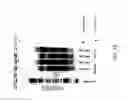 Fig. 17 - DNA amplification and sequencing using DNA molecules generated by random fragmentation