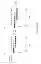 Fig. 23 - DNA amplification and sequencing using DNA molecules generated by random fragmentation