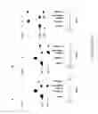 Fig. 25 - DNA amplification and sequencing using DNA molecules generated by random fragmentation