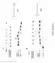 Fig. 26 - DNA amplification and sequencing using DNA molecules generated by random fragmentation