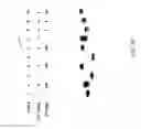Fig. 28 - DNA amplification and sequencing using DNA molecules generated by random fragmentation