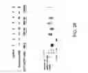 Fig. 29 - DNA amplification and sequencing using DNA molecules generated by random fragmentation