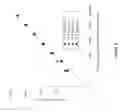 Fig. 04 - Quantification of adaptive immune cell genomes in a complex mixture of cells