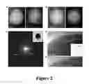 Fig. 03 - Synthesis of Au-induced structurally ordered AuPdCo intermetallic core-shell nanoparticles and their use as oxygen reduction catalysts