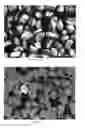 Fig. 03 - ELECTROLYTIC PRODUCTION OF POWDER