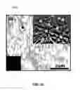 Fig. 22 - Synthesis and processing of Q-carbon, graphene, and diamond