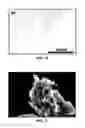 Fig. 08 - DIRECT CONVERSION OF CARBON INTO DIAMOND AND STRUCTURES FOR A VARIETY OF APPLICATIONS