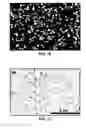 Fig. 11 - DIRECT CONVERSION OF CARBON INTO DIAMOND AND STRUCTURES FOR A VARIETY OF APPLICATIONS