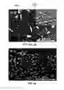 Fig. 44 - Synthesis and processing of novel phase of boron nitride (Q-BN)