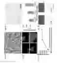 Fig. 06 - Electrospun cationic nanofibers and methods of making and using the same