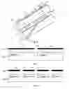 Fig. 06 - A SHEET OF ABSORBENT MATERIAL, ROLL, LOG AND METHOD FOR MANUFACTURING THE SAME