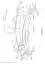 Fig. 06 - CONTACT LENSES FOR REFRACTIVE CORRECTION