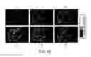 Fig. 44 - Regularization of images