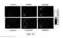 Fig. 46 - Regularization of images