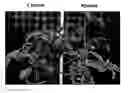 Fig. 01 - Characterization of plant behavior using transpiration rate and water uptake rate