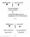 Fig. 07 - Induced mutagenesis