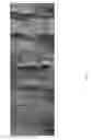 Fig. 09 - Induced mutagenesis