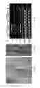 Fig. 10 - Induced mutagenesis