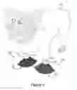 Fig. 06 - CHEERING POMPOMS FOR PETS
