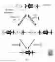 Fig. 02 - Nucleic acid construct for making a genetically modified rodent with an inducible ACVR1 mutation that causes ectopic bone formation