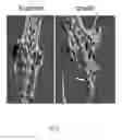 Fig. 07 - Nucleic acid construct for making a genetically modified rodent with an inducible ACVR1 mutation that causes ectopic bone formation