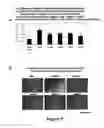 Fig. 08 - Protection of progenitor cells and regulation of their differentiation