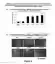 Fig. 09 - Protection of progenitor cells and regulation of their differentiation