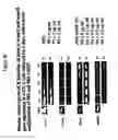 Fig. 29 - Protection of progenitor cells and regulation of their differentiation