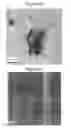 Fig. 26 - COMPOSITIONS, METHODS OF MAKING A COMPOSITION, AND METHODS OF USE
