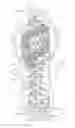 Fig. 01 - Sole structure having auxetic structures and sipes