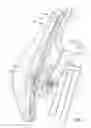 Fig. 07 - Back support cushion device for chair