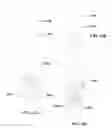 Fig. 49 - Systems, devices, and methods for bodily fluid sample collection