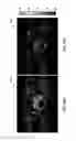 Fig. 09 - System and method for evaluating motion correction in dynamic medical images