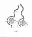 Fig. 09 - Ablation catheters