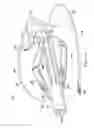 Fig. 06 - Robotic devices and systems for performing single incision procedures and natural orifice translumenal endoscopic surgical procedures, and methods of configuring robotic devices and systems