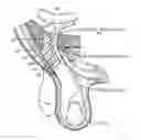 Fig. 01 - Method and prosthesis for percutaneous hernia repair