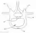 Fig. 01 - Multi-lobe artificial spine joint