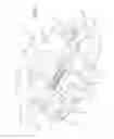 Fig. 06 - Expandable spinal implant and method of implanting same